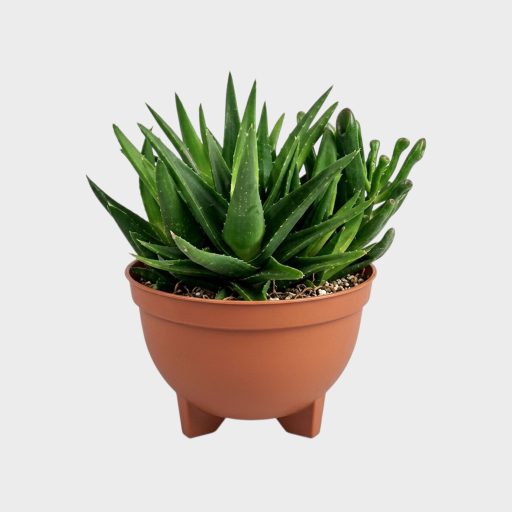 Kaspó / virágtál 3 lábú 16cm