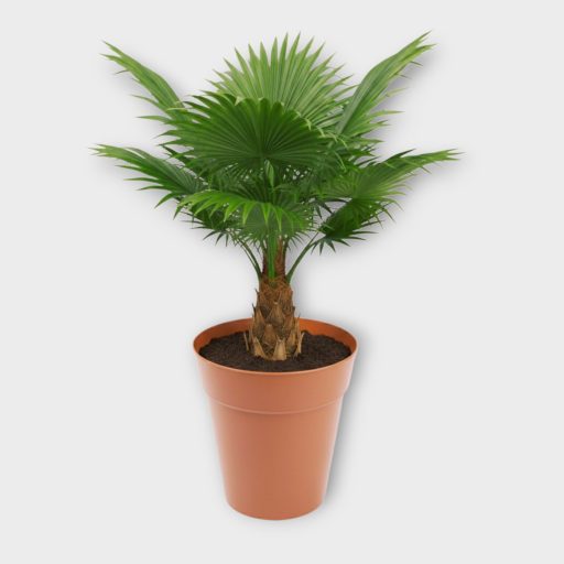 Pálmacserép 22cm