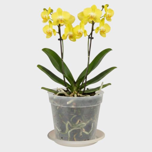 Orchidea cserép alátéttel 18 